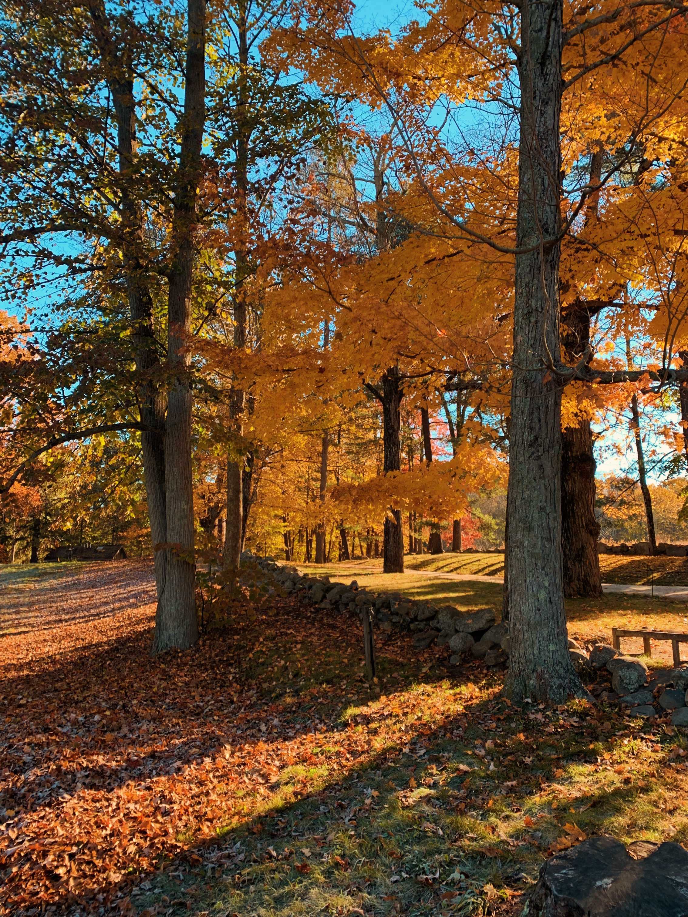 two trees in autumn