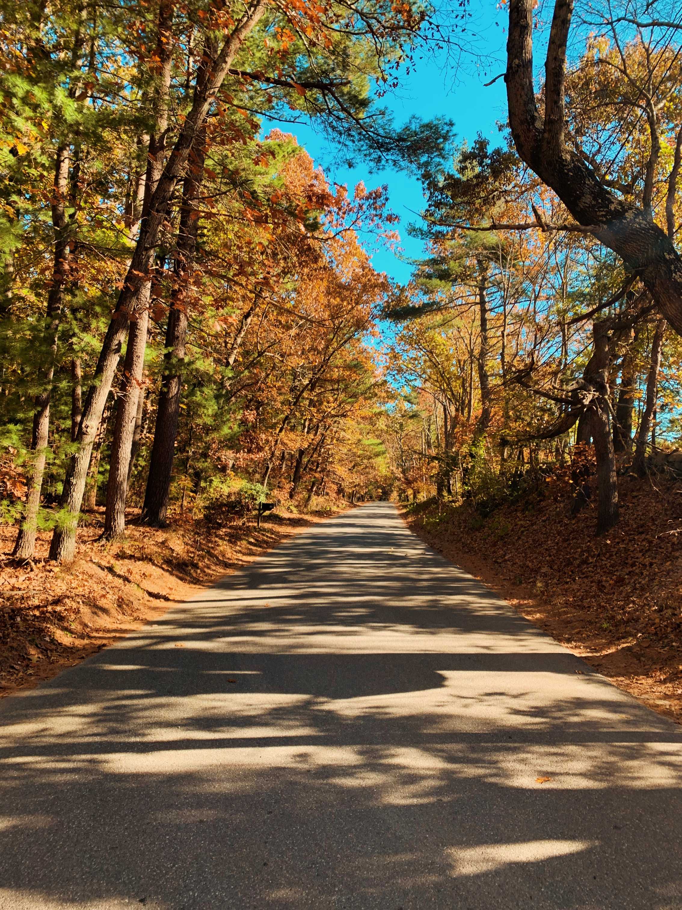 empty street with autumn foliage