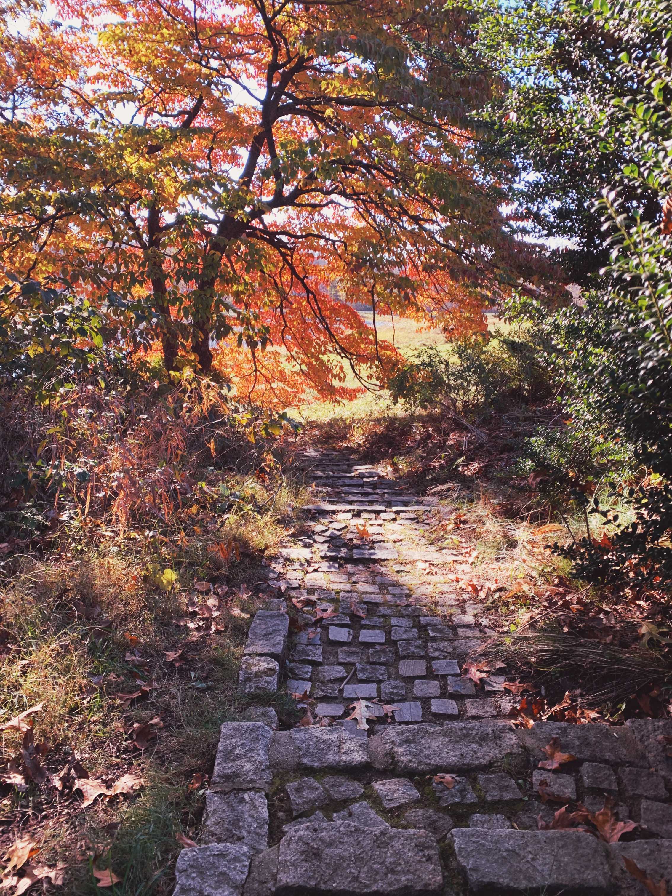 stone stairs on an autumn day